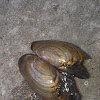 Freshwater bivalve