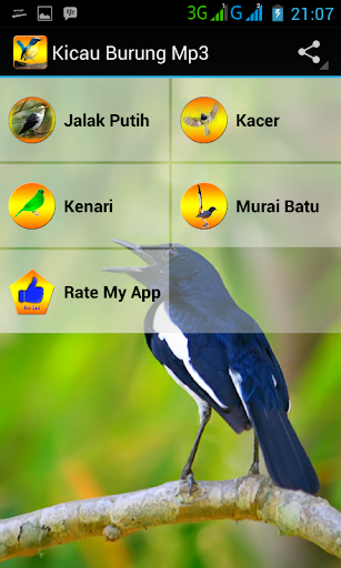 Kicau Burung Mp3