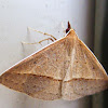 Triangular Geometrid Moth