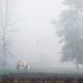 one morning by Vladimir Firsov - Landscapes Prairies, Meadows & Fields