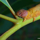 Patched Leaf Moth Caterpillar