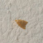 Psammotis moth