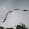 Ring-billed Gull