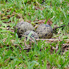 Ovos de quero-quero (Southern lapwing eggs)