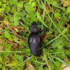 Common Oil Beetle