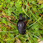Common Oil Beetle