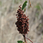 Sumac (drupes)