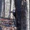 Pileated Woodpecker