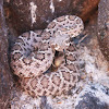 Wester diamondback rattlesnake