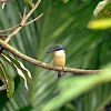 sacred kingfisher
