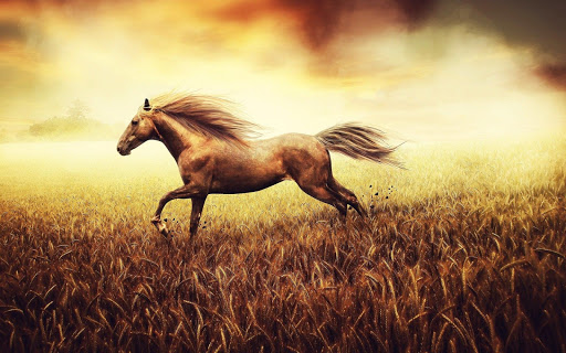 Horse Wallpaper