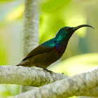 Loten's/ Long-billed Sunbird