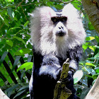 The lion-tailed macaque