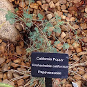 California Poppy Eschscholzia california
