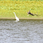 Great Egret