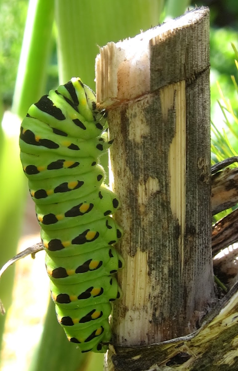 Anise Swallowtail Caterpillar Preparing to Pupate