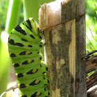 Anise Swallowtail Caterpillar Preparing to Pupate