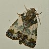 Tufted Bird dropping moth