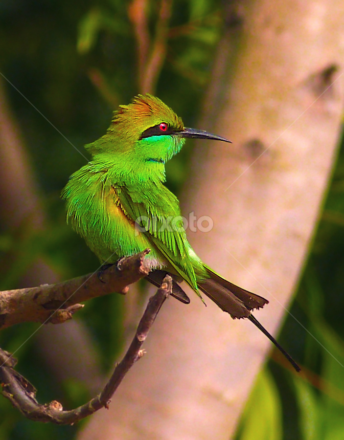the turn by Bikash Roy - Animals Birds