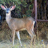 Columbian Black Tailed Deer