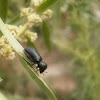 Auger Beetle.