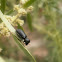 Auger Beetle.