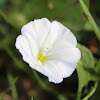 Field Bindweed