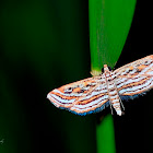 China-mark Moths (Subfamily Acentropinae)