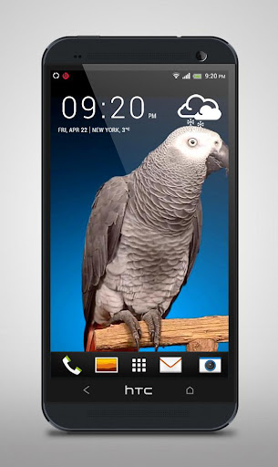 Grey Parrot Live Wallpaper