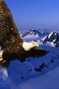 How to install Bald Eagle Puzzle patch 1.1 apk for laptop
