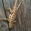 Texas spiny lizard