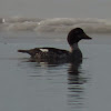 Common Goldeneye     immature male