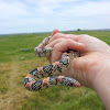 Texas Longnose snake