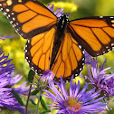 Monarch - Male & Female