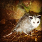 Virginia Opossum