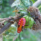 Red Cotton Bug nymph