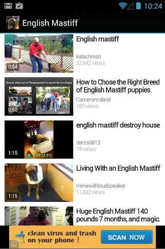 English Mastiff Dog