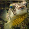 Striped burrfish
