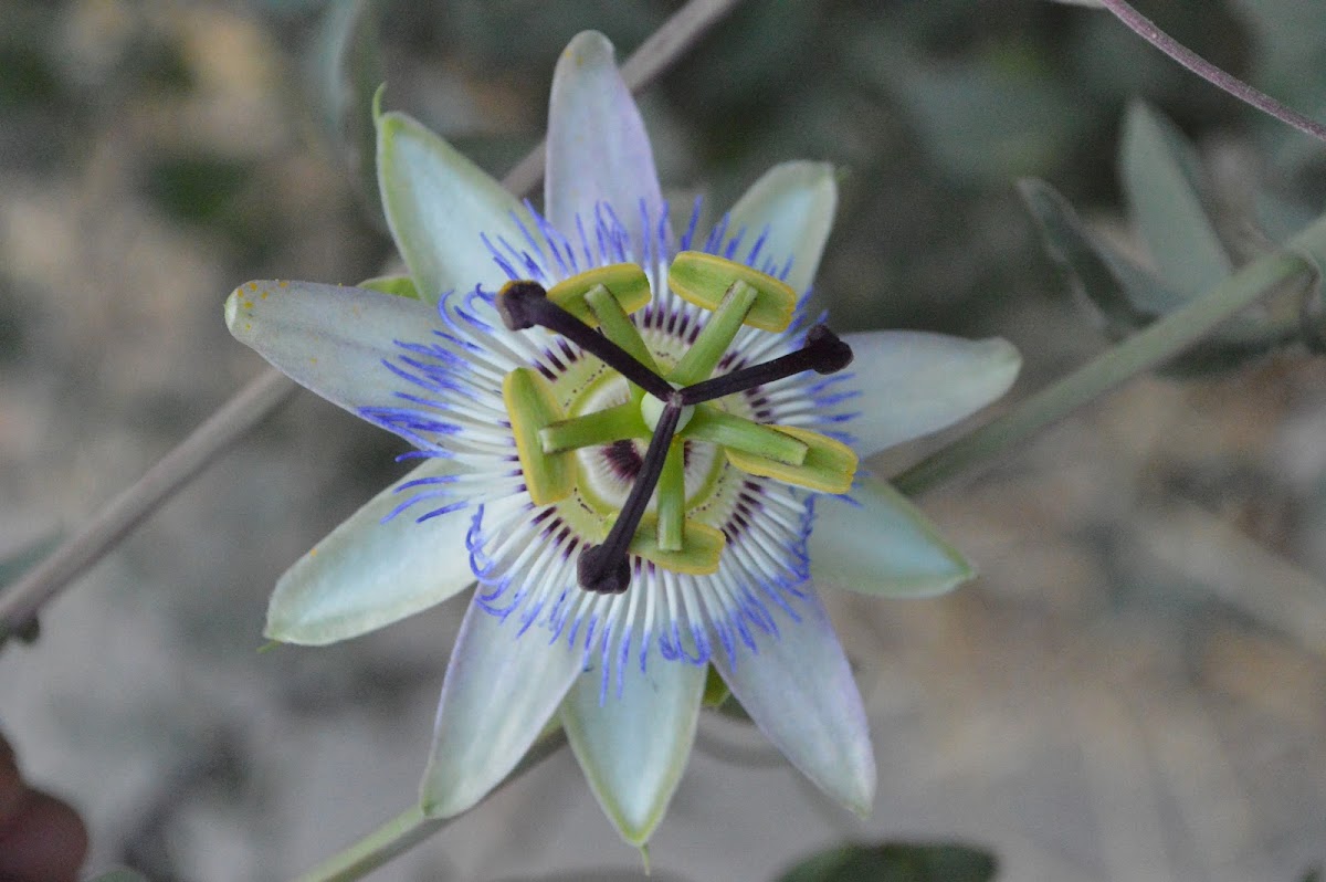 Blue Passion Flower