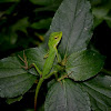 Green Crested lizard