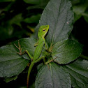 Green Crested lizard