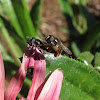 (Mating) Syrphid Fly
