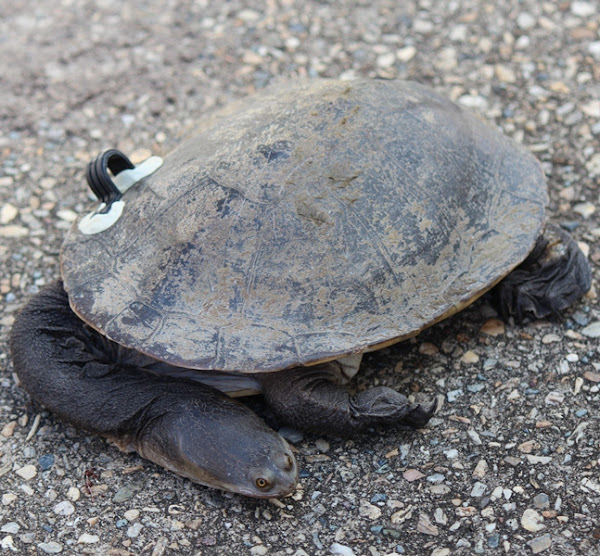 Eastern Long-necked Turtle | Project Noah