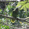Red-necked Parrot/Jaco Parrot