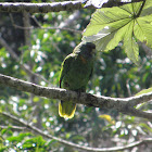 Red-necked Parrot/Jaco Parrot