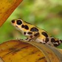 Yellow Poison Dart Frog