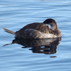 Ruddy Duck