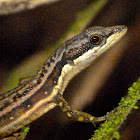 Elegant eyed lizard