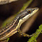 Elegant eyed lizard