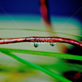 Water Droplets by Mominul Haque - Nature Up Close Leaves & Grasses